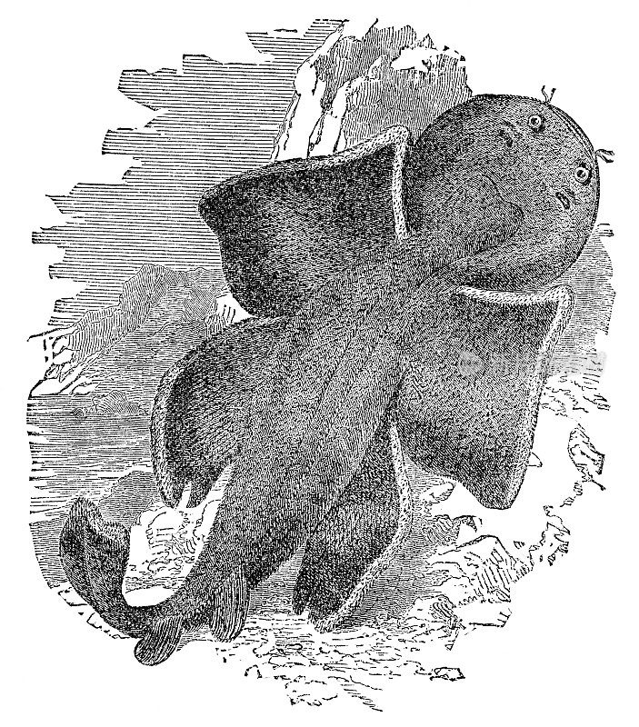 太平洋天使鲨(加利福尼亚蹲下)- 19世纪